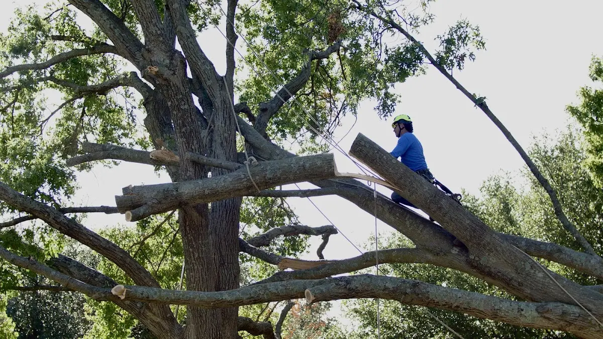 Professional Hazardous Tree Removal performed by certified arborists in Chadbourn
